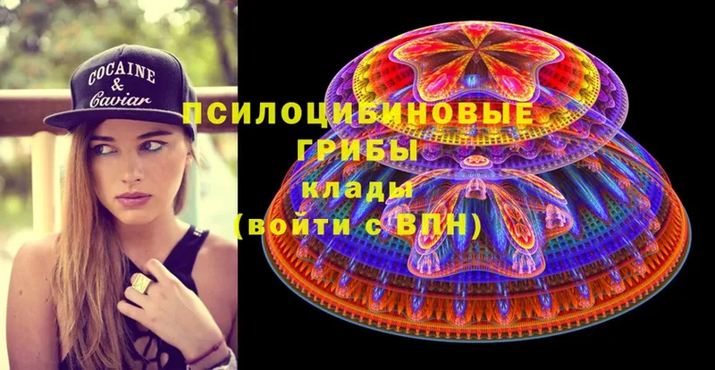 закладки  Заводоуковск  Псилоцибиновые грибы Psilocybine cubensis 